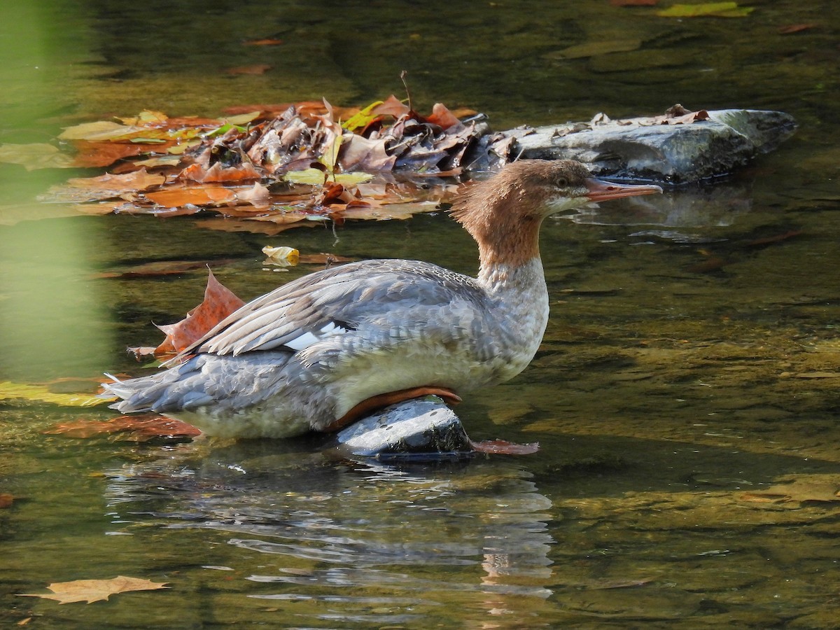 Common Merganser - ML642087408