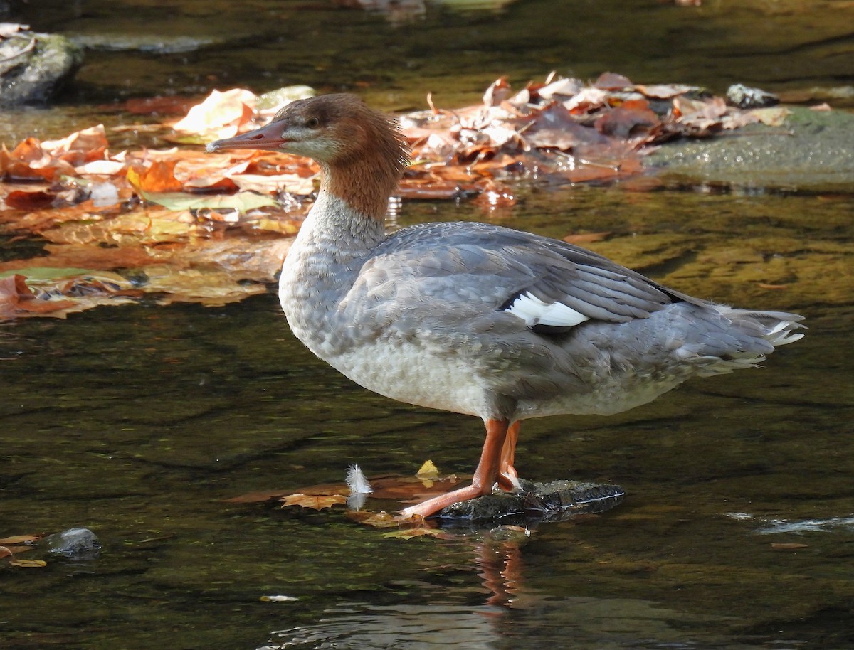 Common Merganser - ML642087410