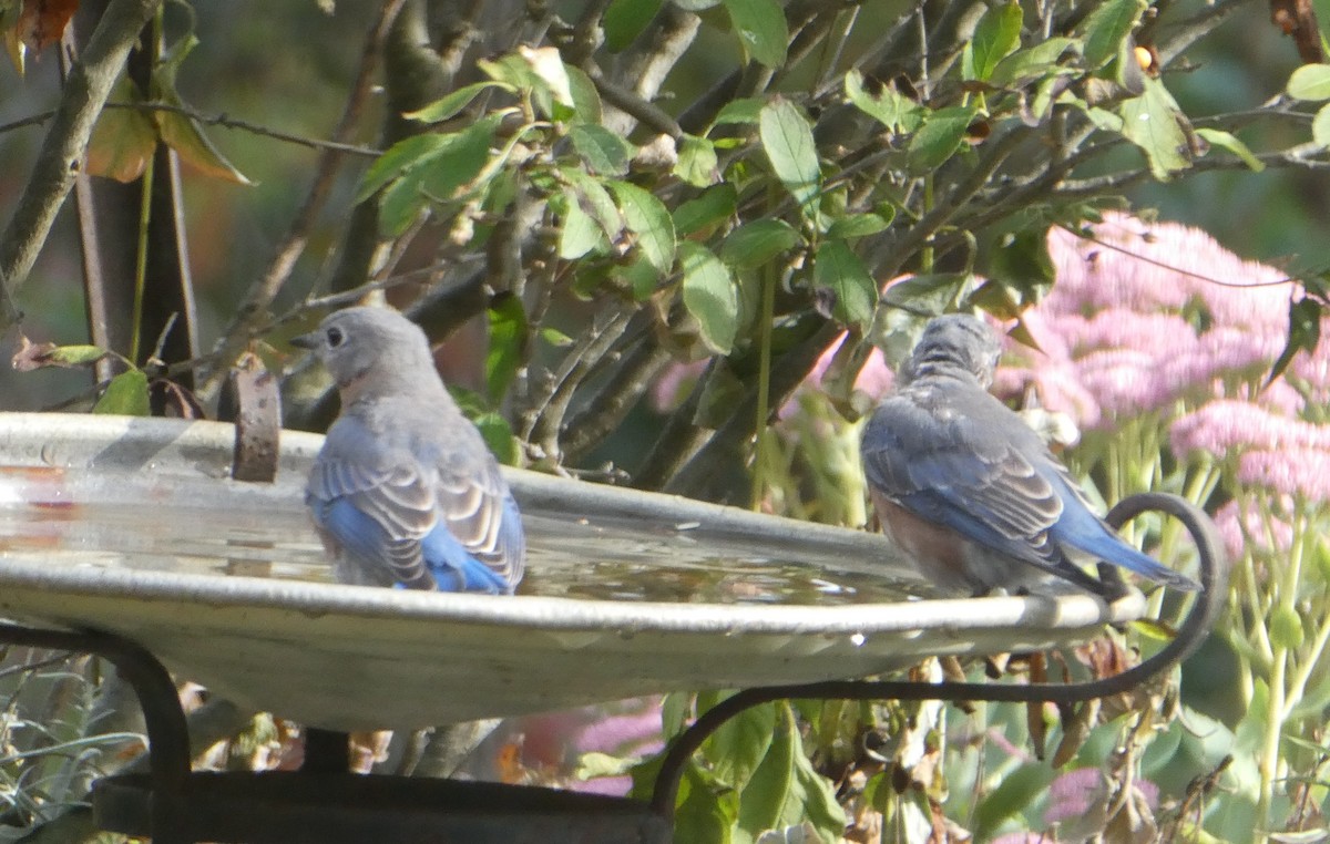 Eastern Bluebird - ML642087446