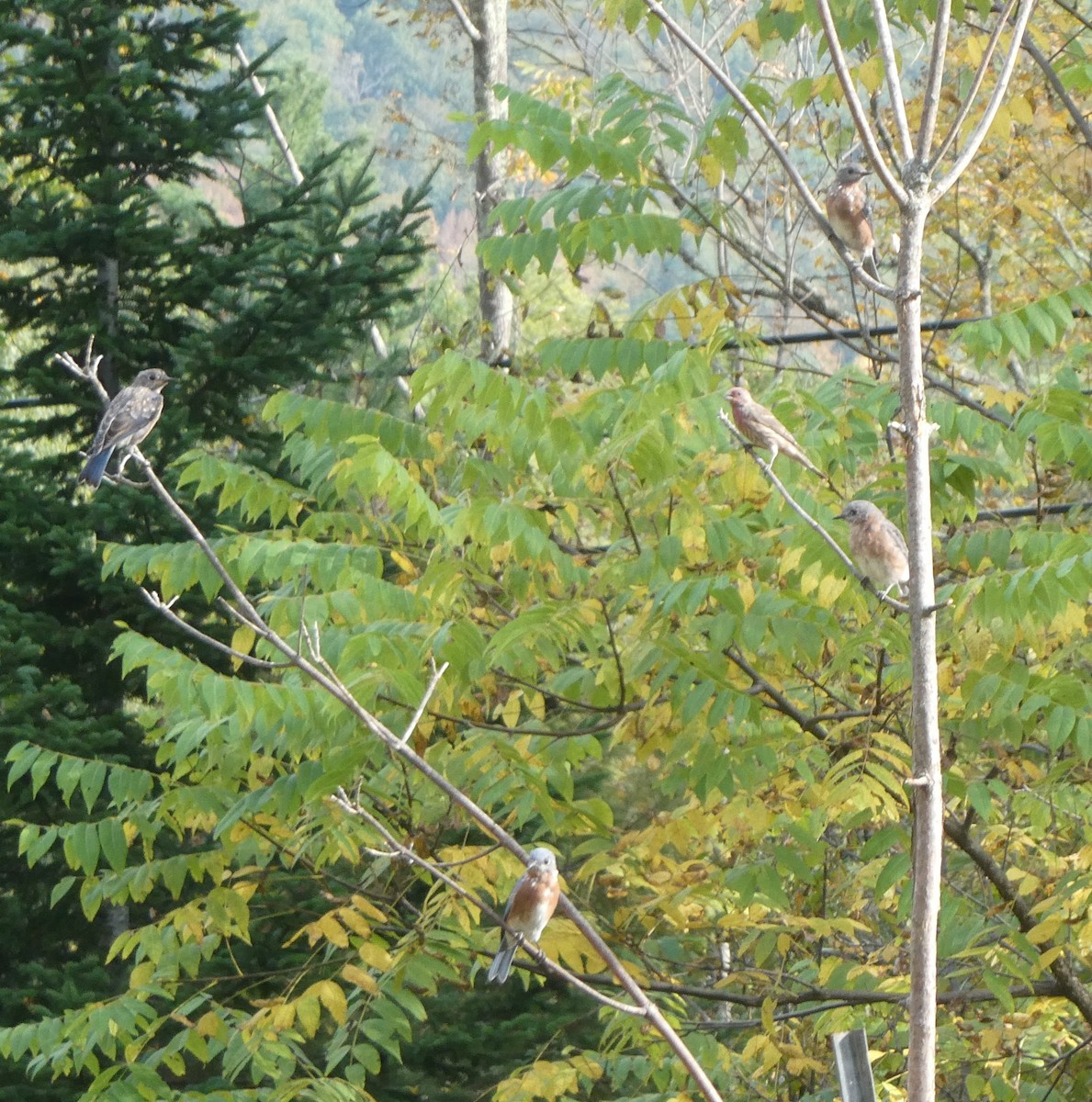 Eastern Bluebird - ML642087447