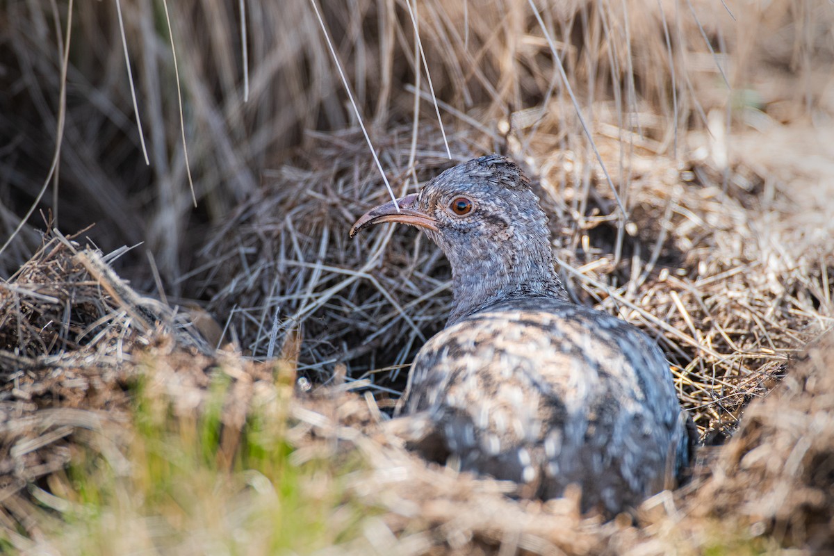 Tinamú Andino - ML642087479