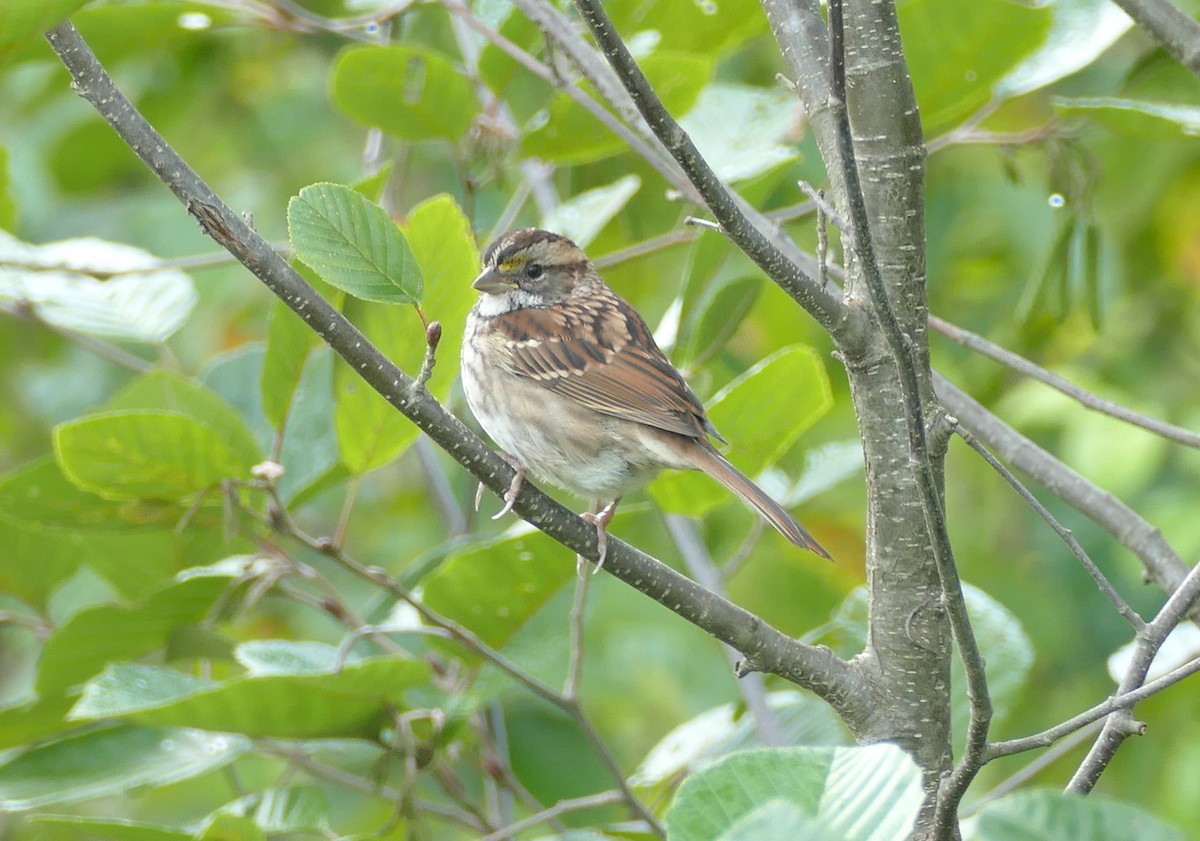 White-throated Sparrow - ML642087487