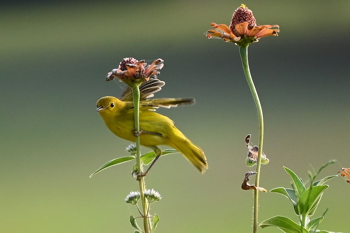 lesňáček zlatotemenný - ML642087489