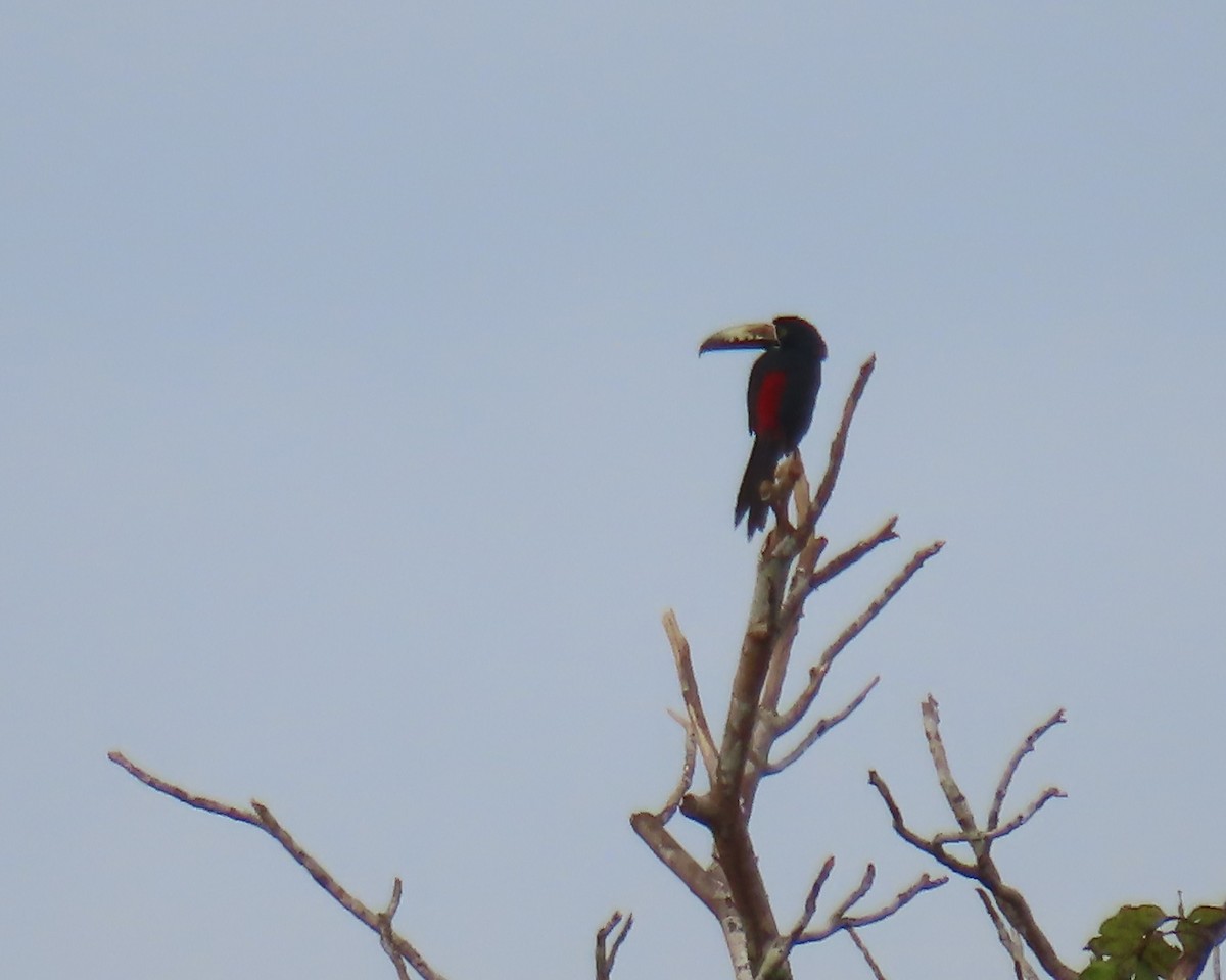Collared Aracari - ML642087492
