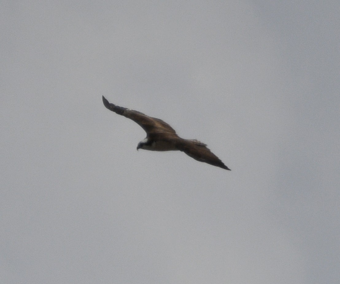 Загасч явлаг - ML642087504