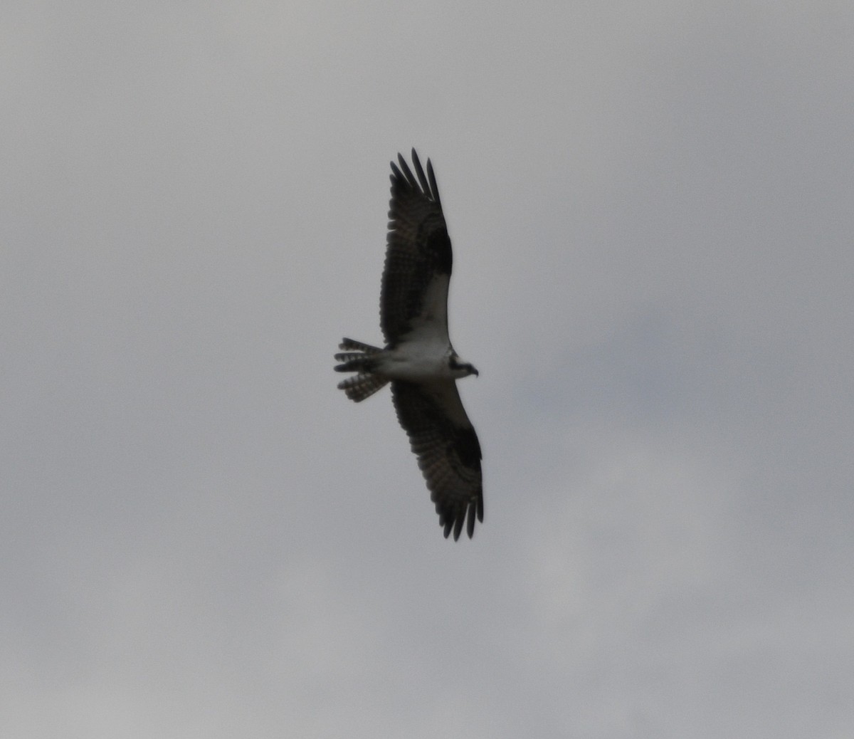 Загасч явлаг - ML642087506