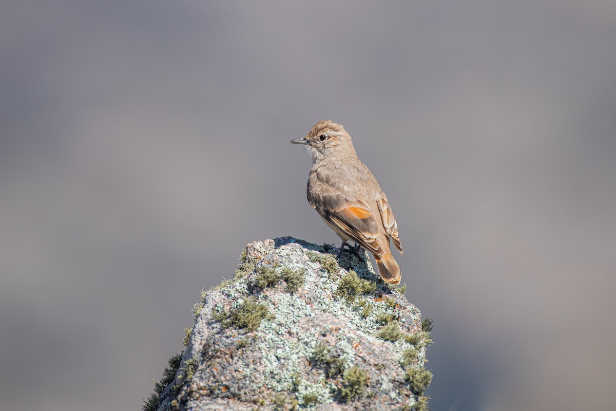 Rufous-banded Miner - ML642087507
