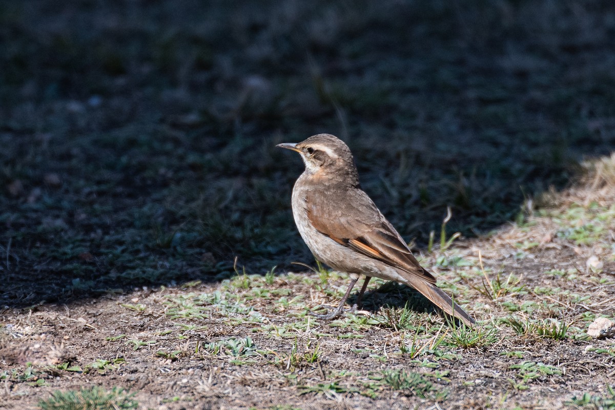Cordoba Cinclodes - ML642087514