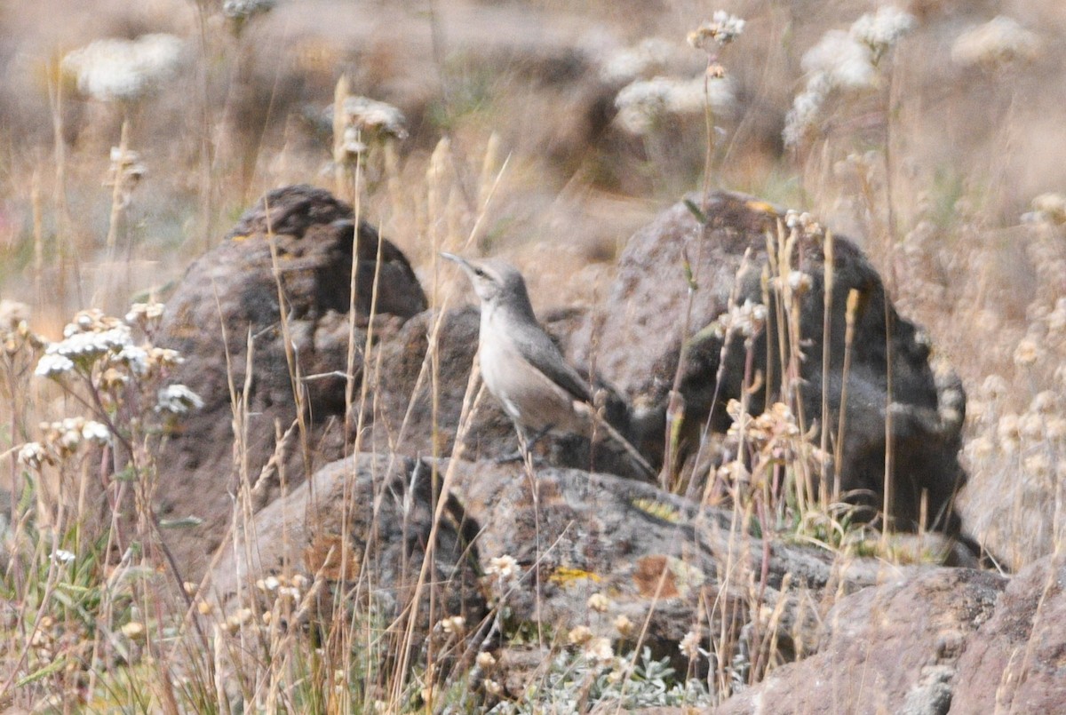 Rock Wren - ML642087519