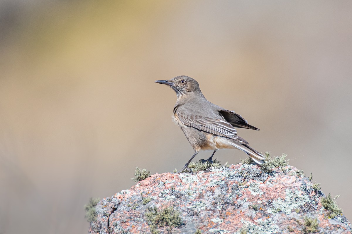 Black-billed Shrike-Tyrant - ML642087520