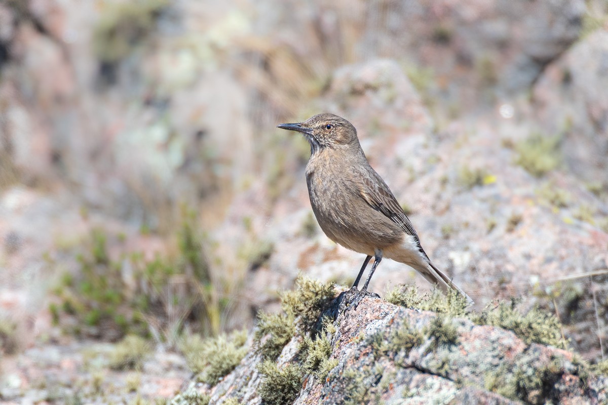 Black-billed Shrike-Tyrant - ML642087521