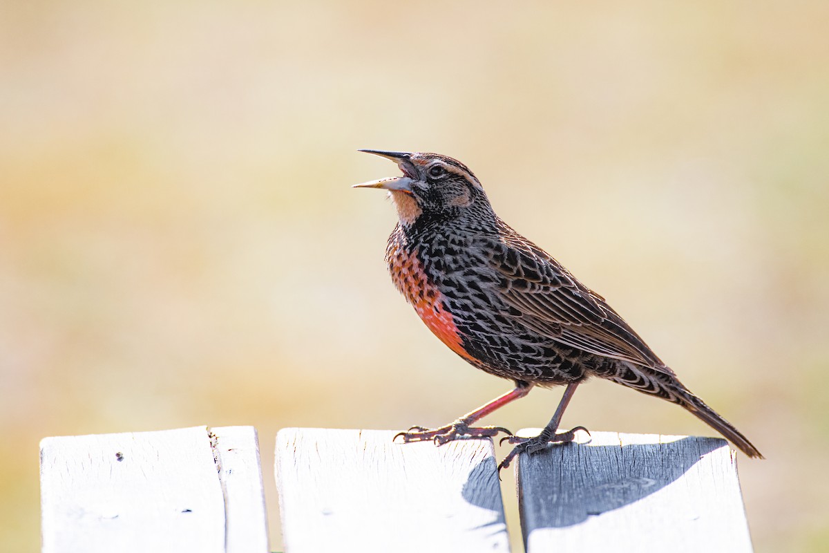 Long-tailed Meadowlark - ML642087527
