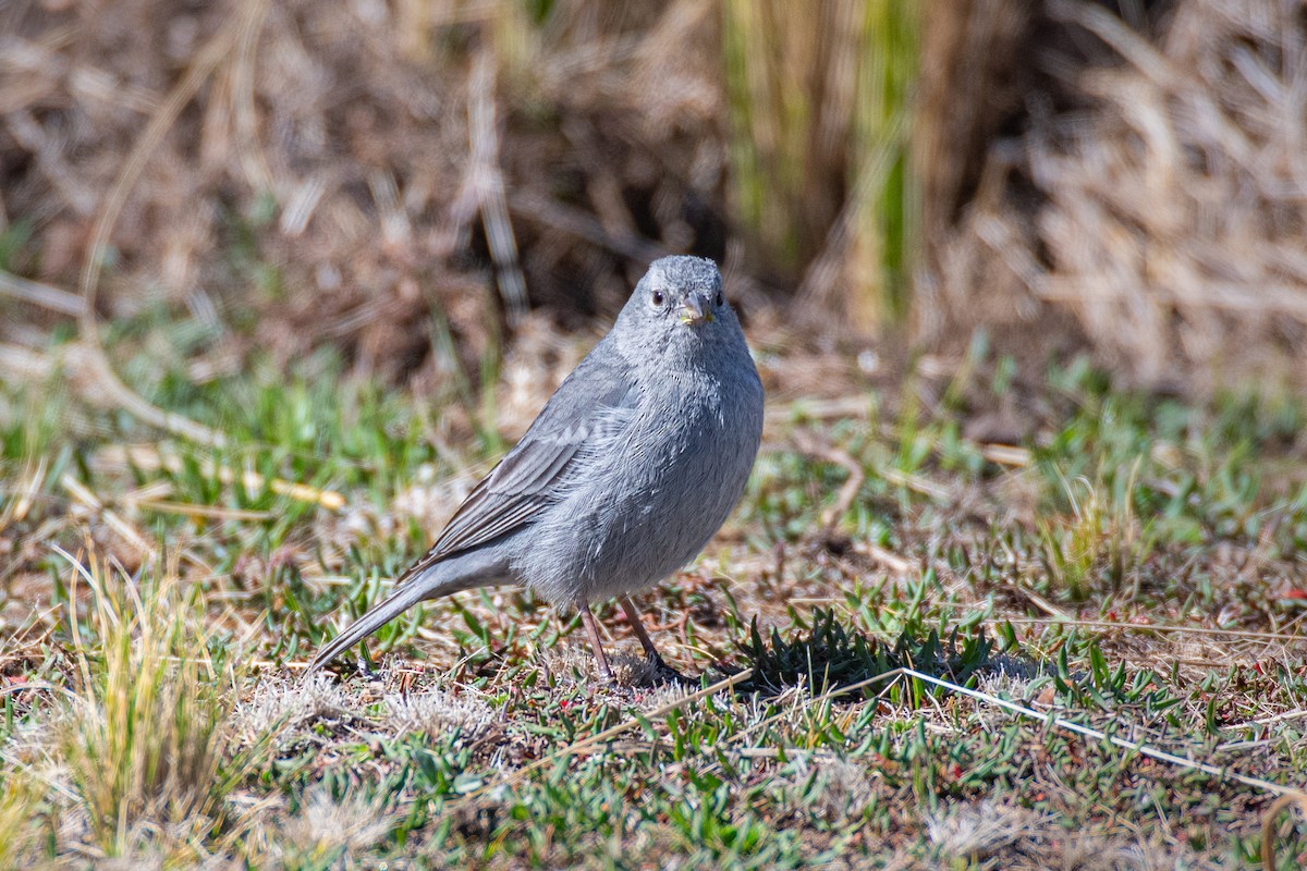 Plumbeous Sierra Finch - ML642087531