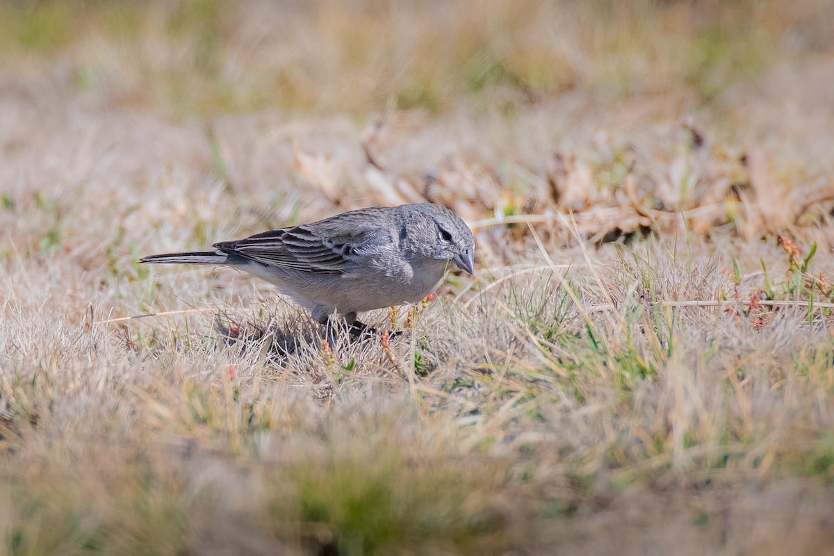 Ash-breasted Sierra Finch - ML642087532