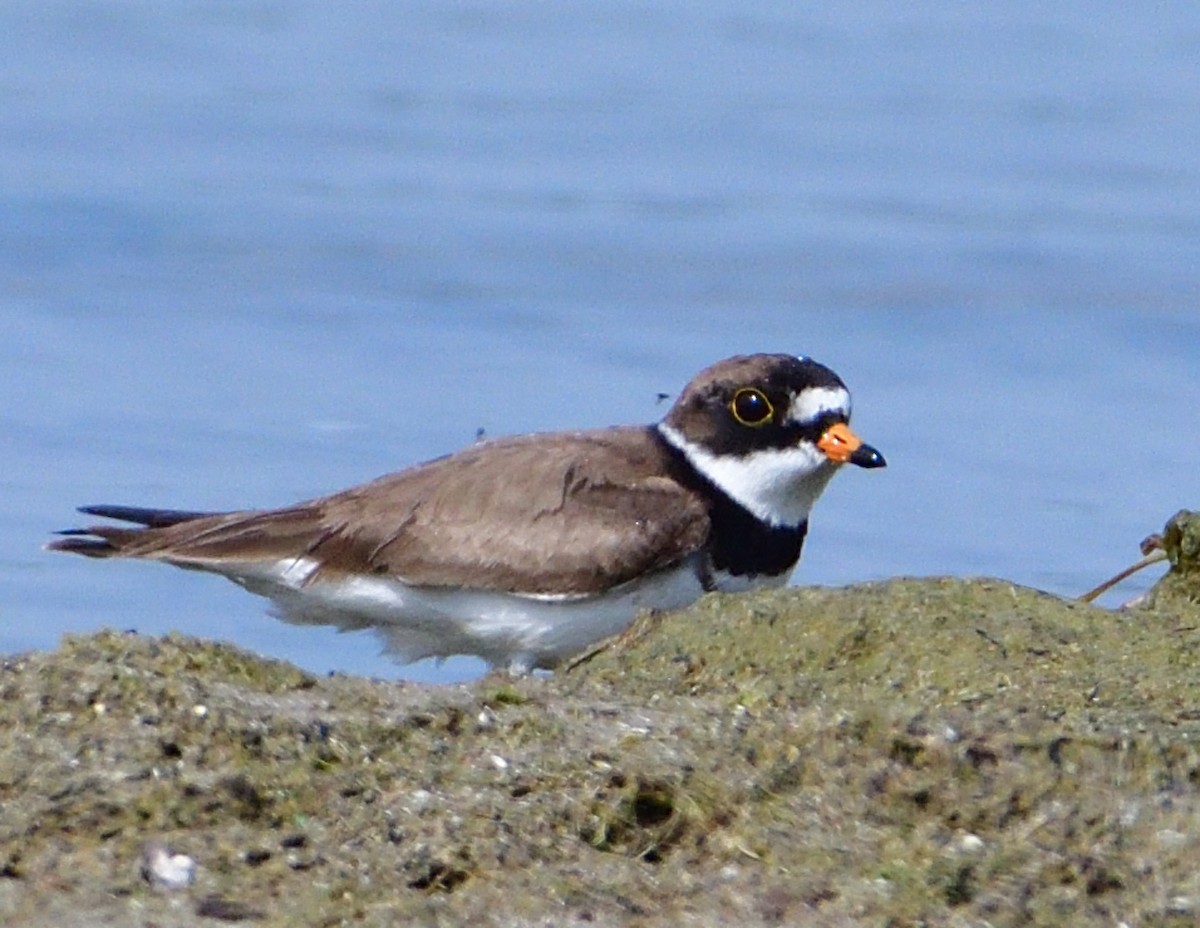 Semipalmated Plover - ML642087539