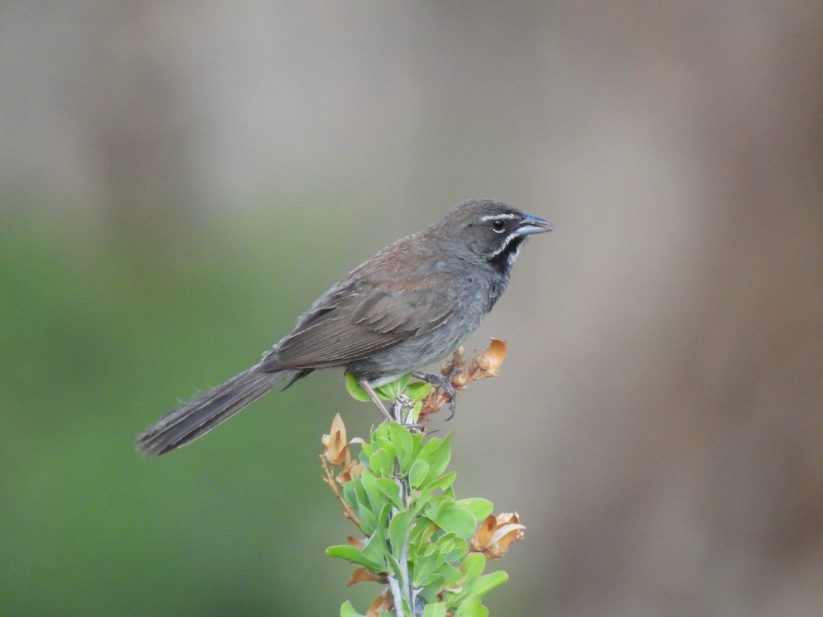Five-striped Sparrow - ML642087541