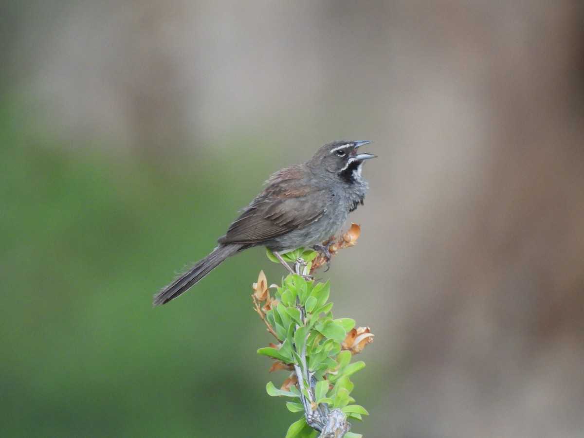 Five-striped Sparrow - ML642087542
