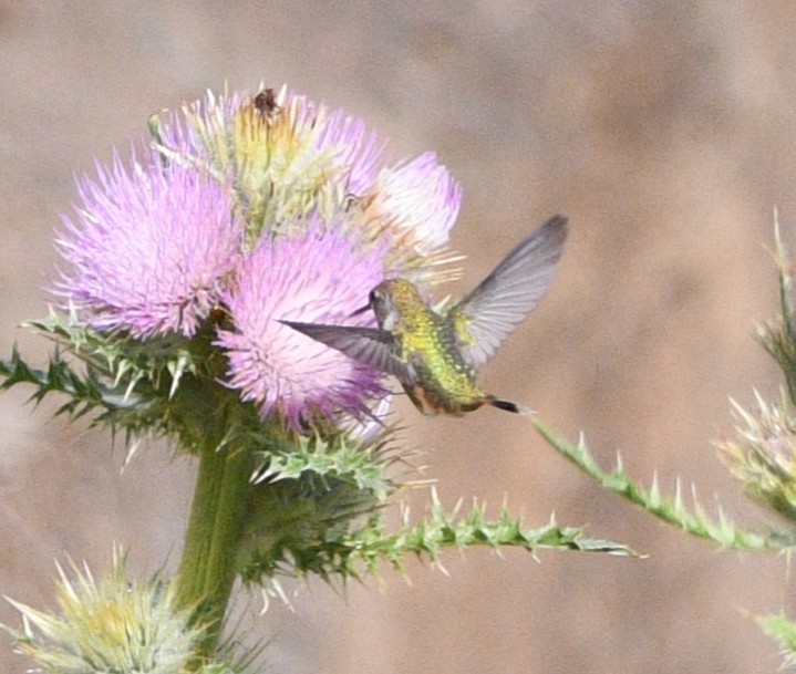 hummingbird sp. - ML642087544