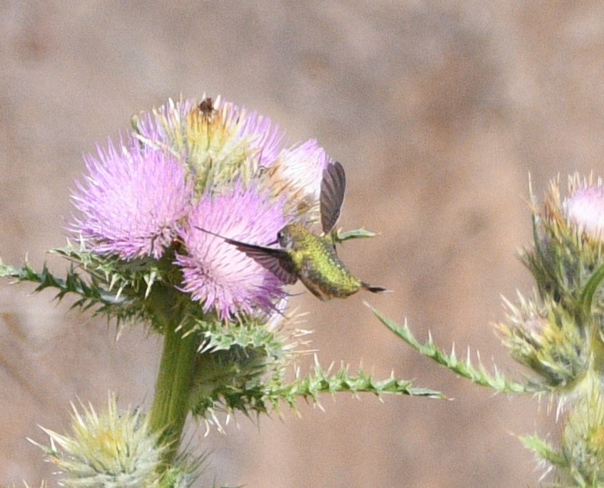 hummingbird sp. - ML642087545