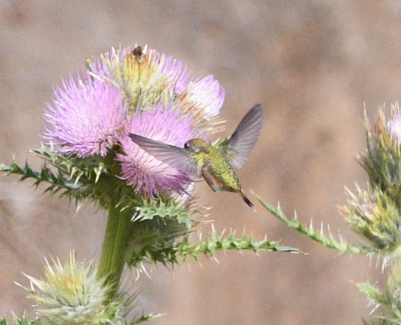 hummingbird sp. - ML642087546