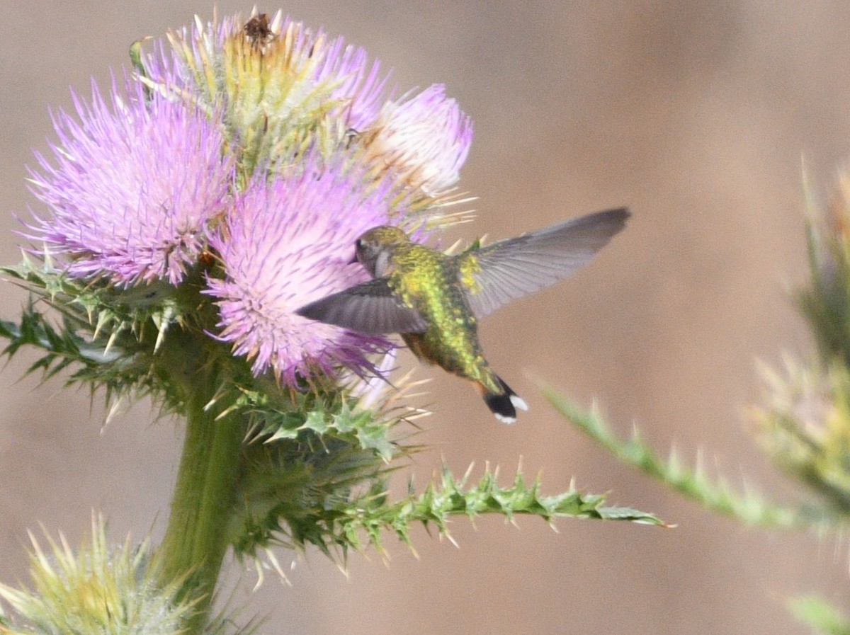 hummingbird sp. - ML642087549