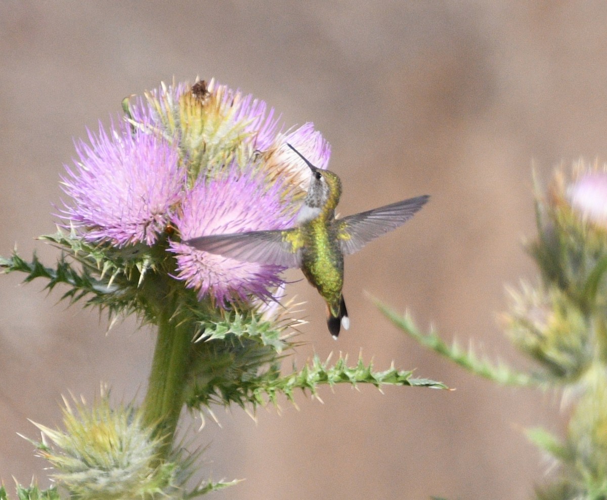 hummingbird sp. - ML642087554