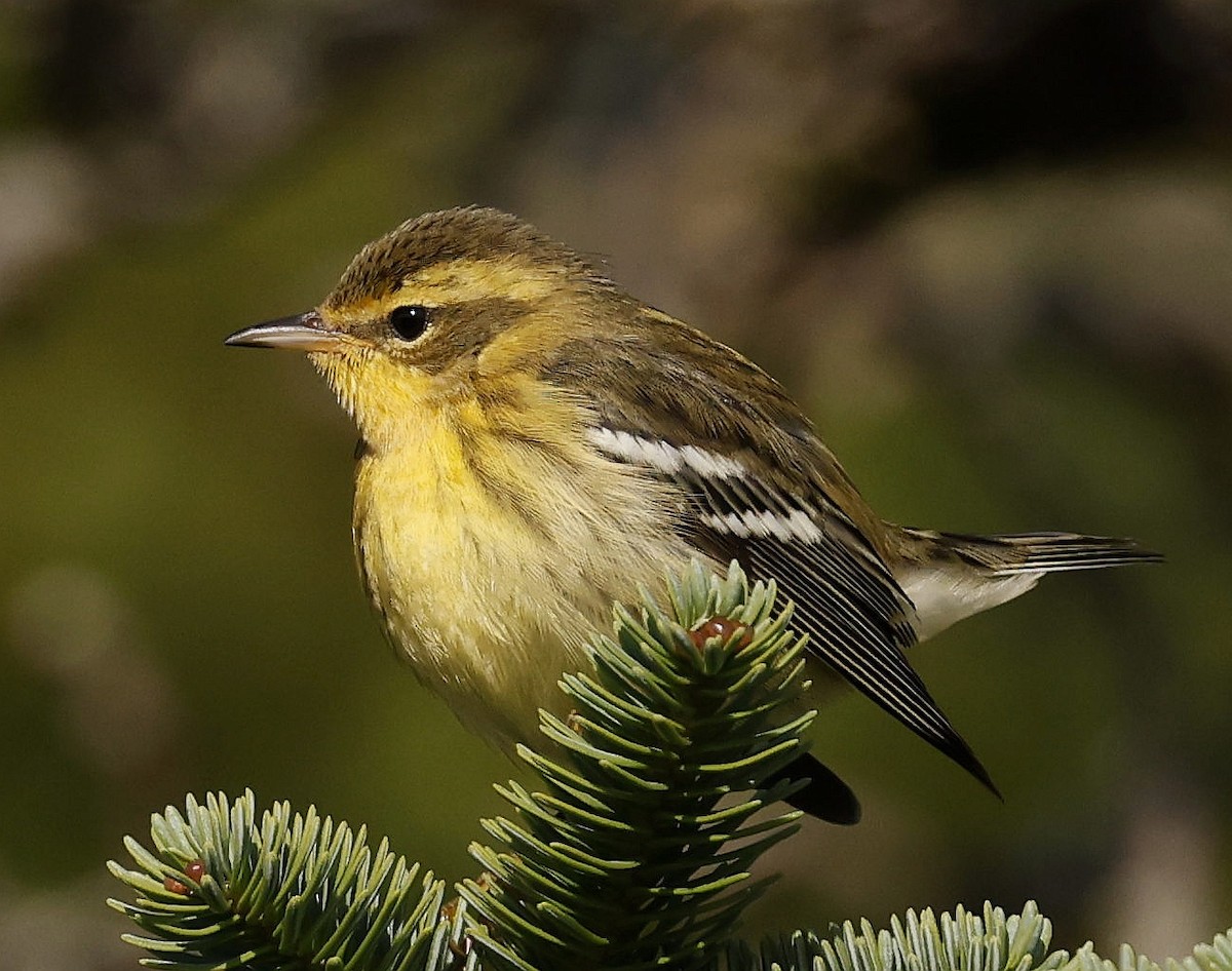 Blackburnian Warbler - ML642087555