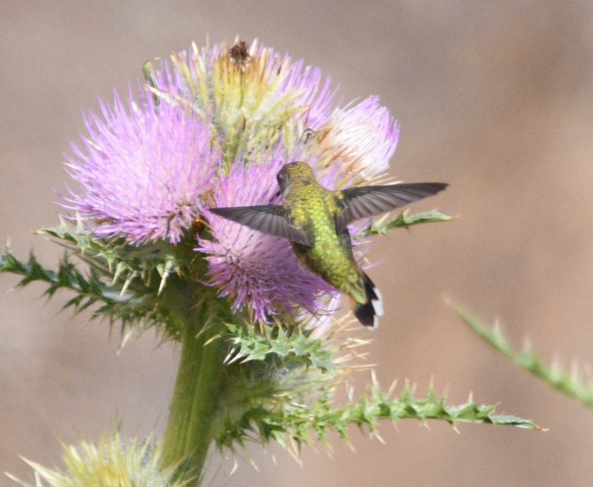 hummingbird sp. - ML642087556