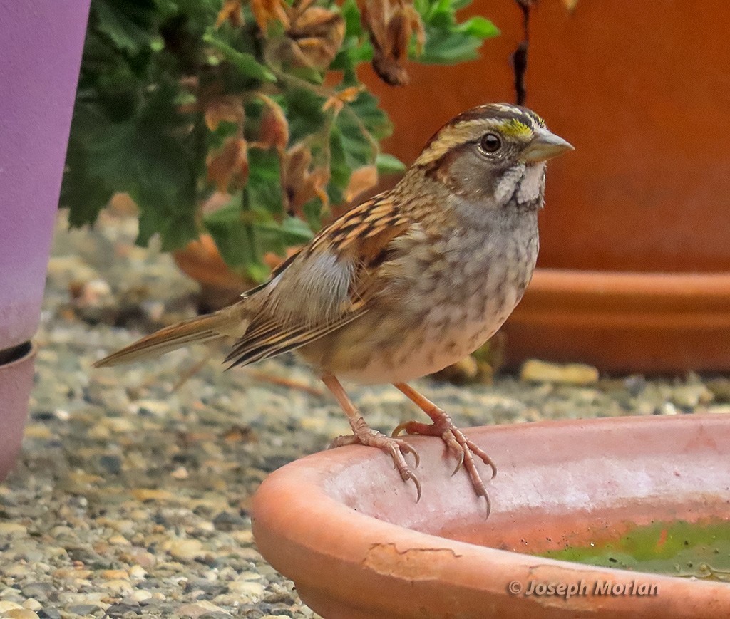 White-throated Sparrow - ML642087558