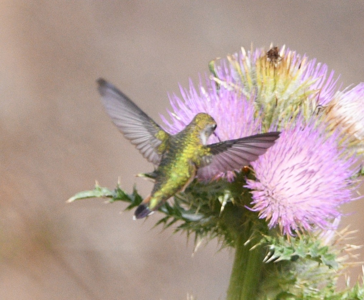 hummingbird sp. - ML642087563