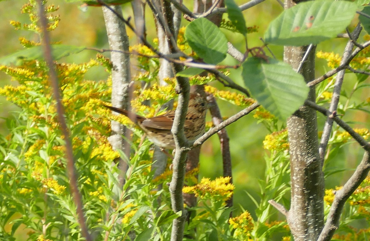 Lincoln's Sparrow - ML642087564