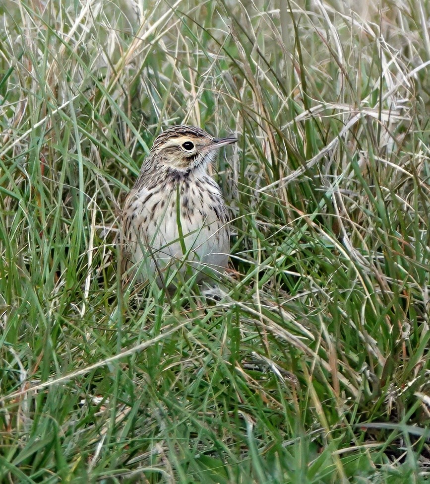 Australian Pipit - ML642087569
