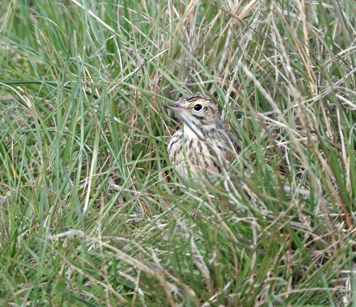 Australian Pipit - ML642087570