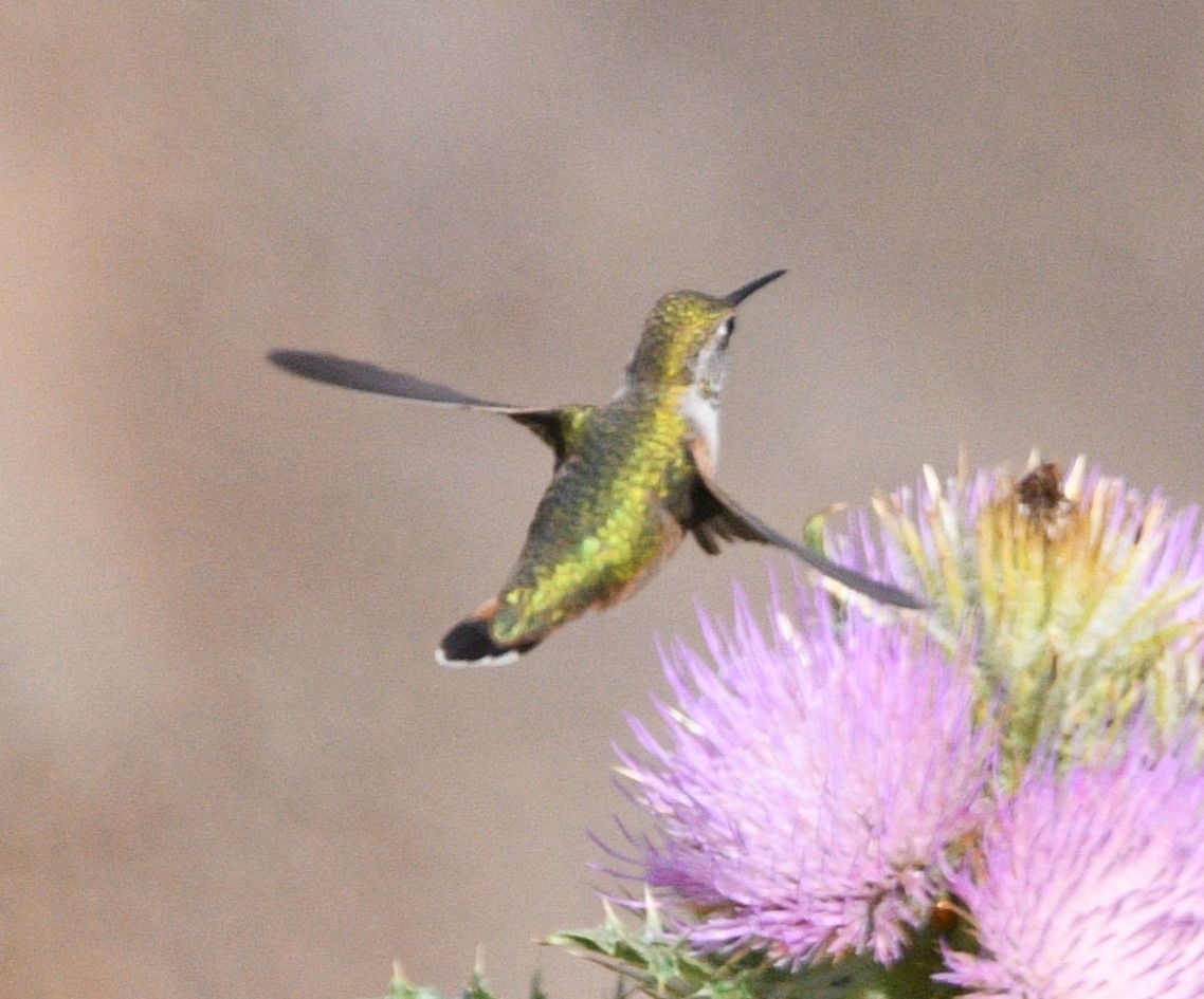hummingbird sp. - ML642087571