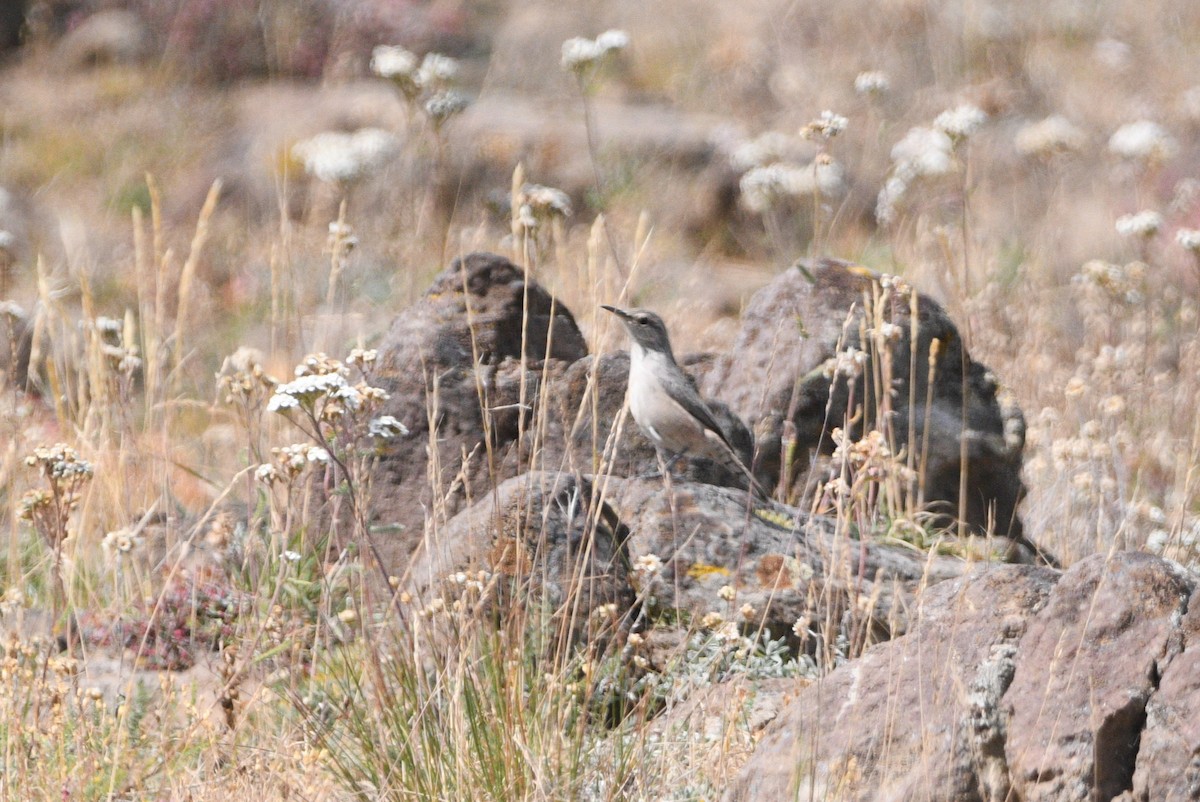 Rock Wren - ML642087578