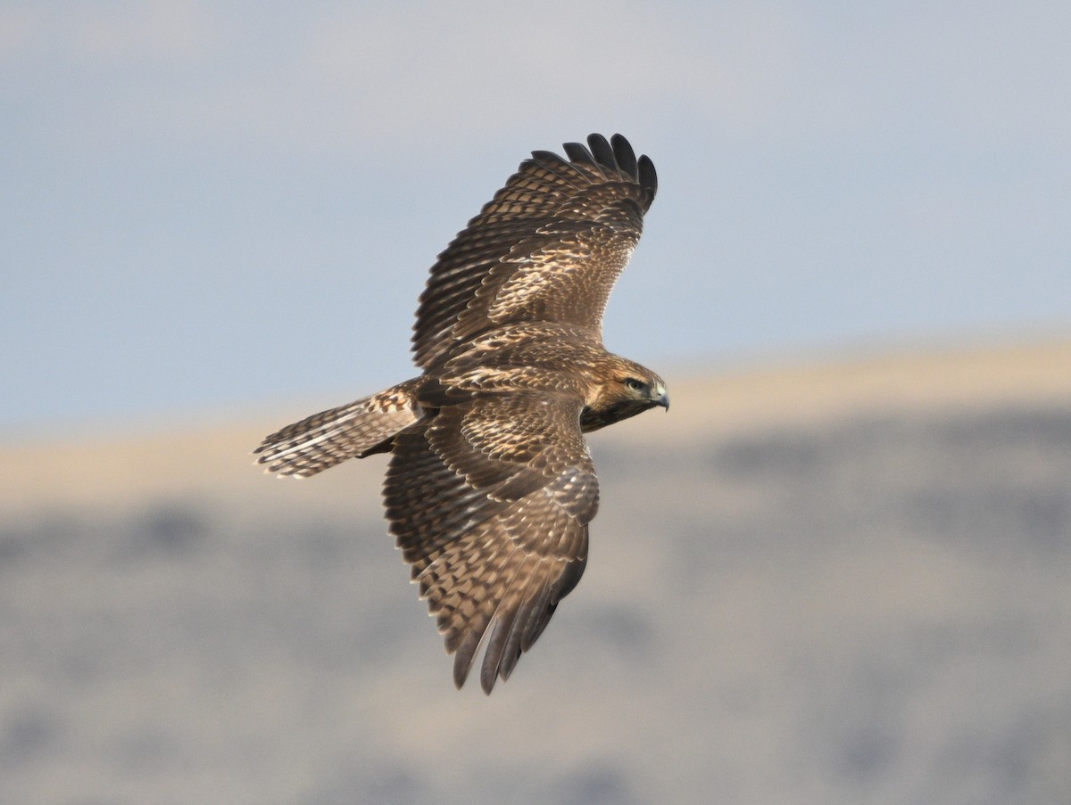 Red-tailed Hawk - ML642087585