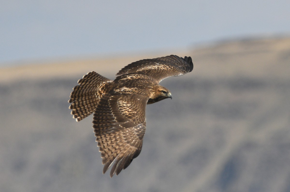 Red-tailed Hawk - ML642087586