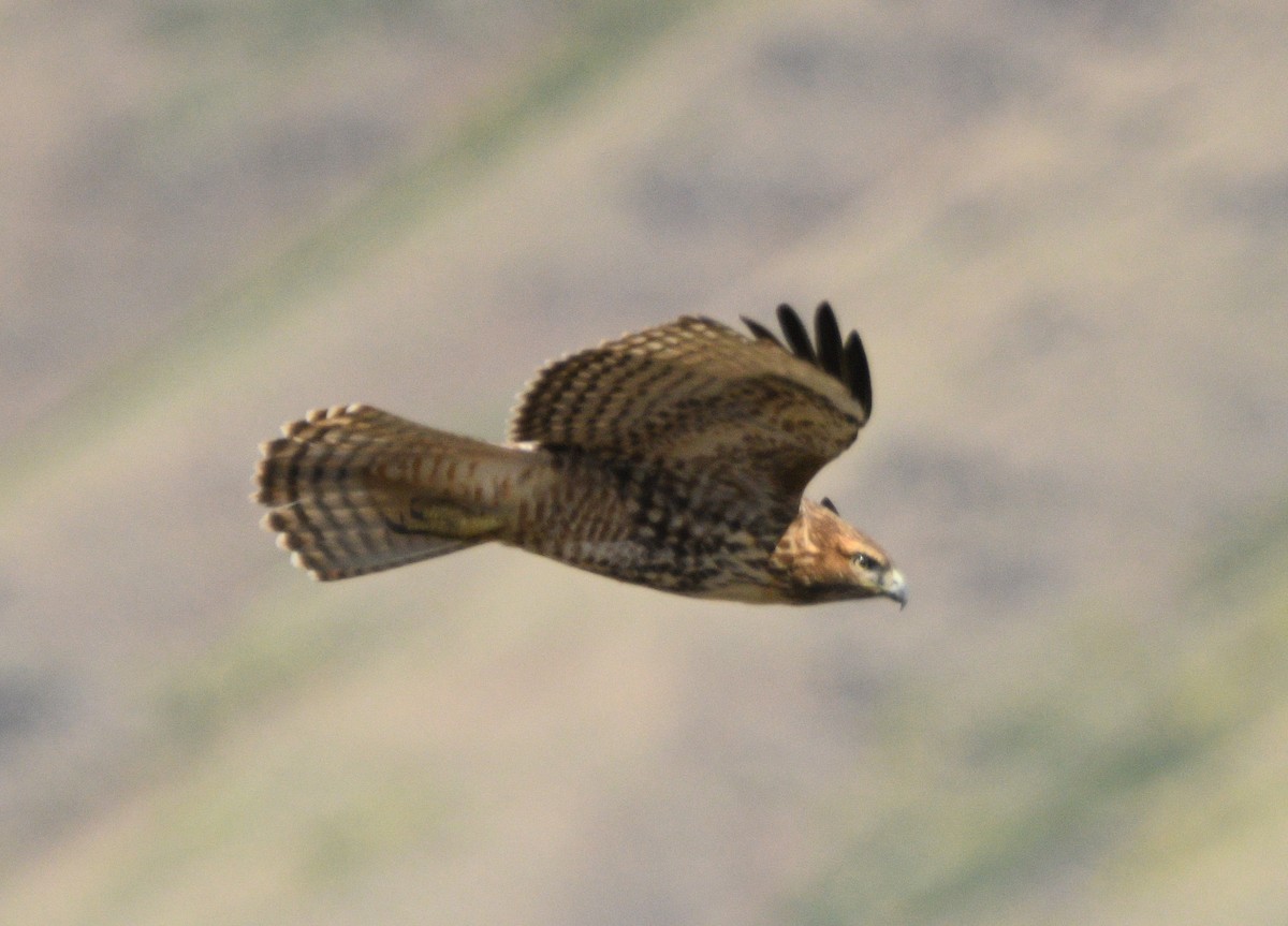 Red-tailed Hawk - ML642087587