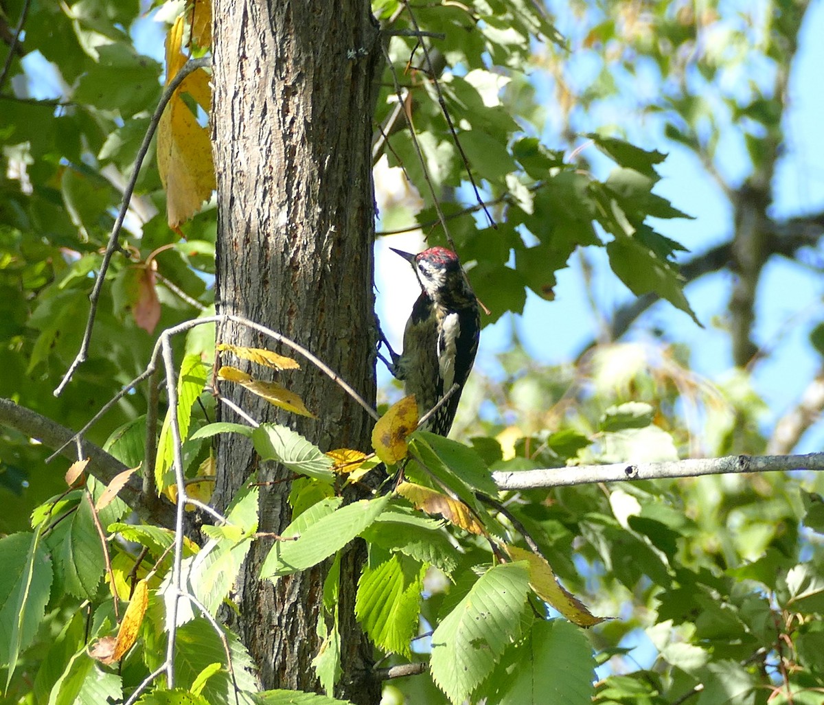 Yellow-bellied Sapsucker - ML642087589