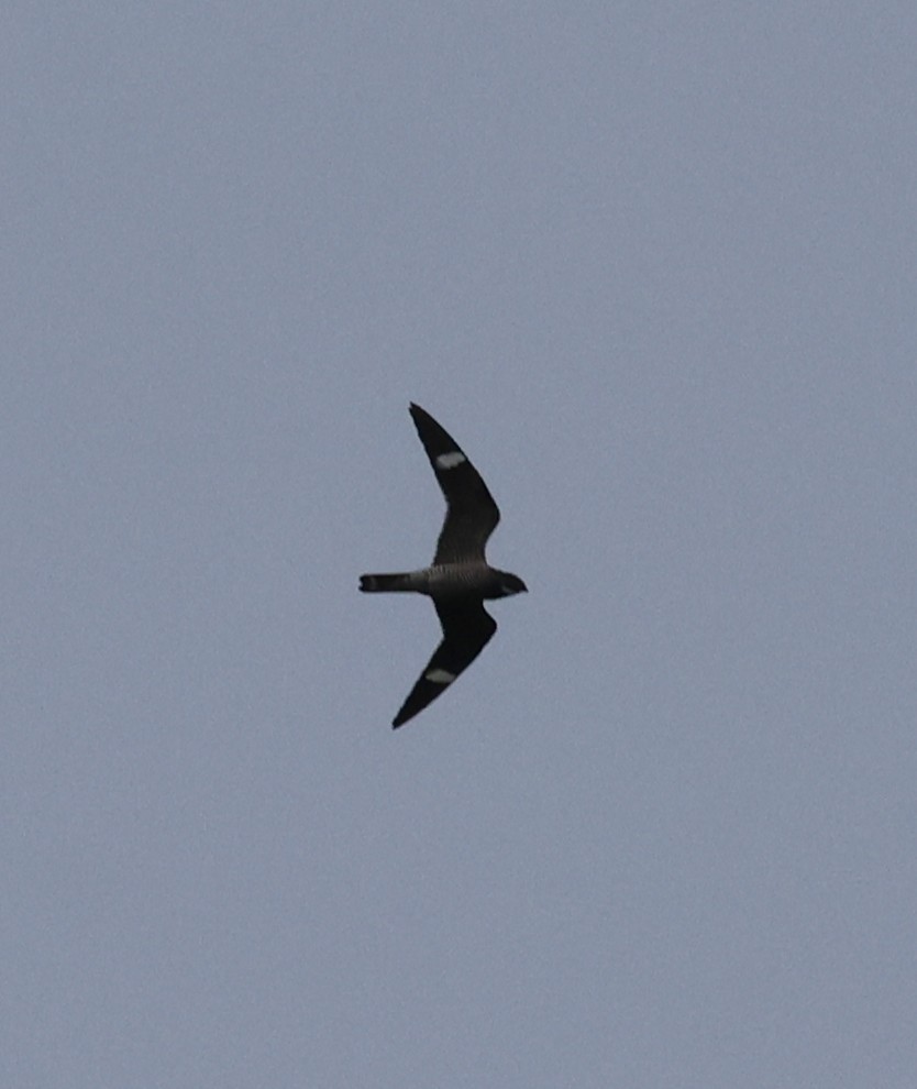 Common Nighthawk - ML642087591