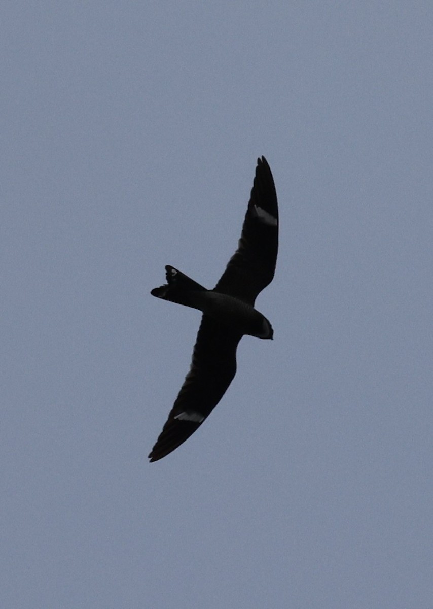 Common Nighthawk - ML642087592