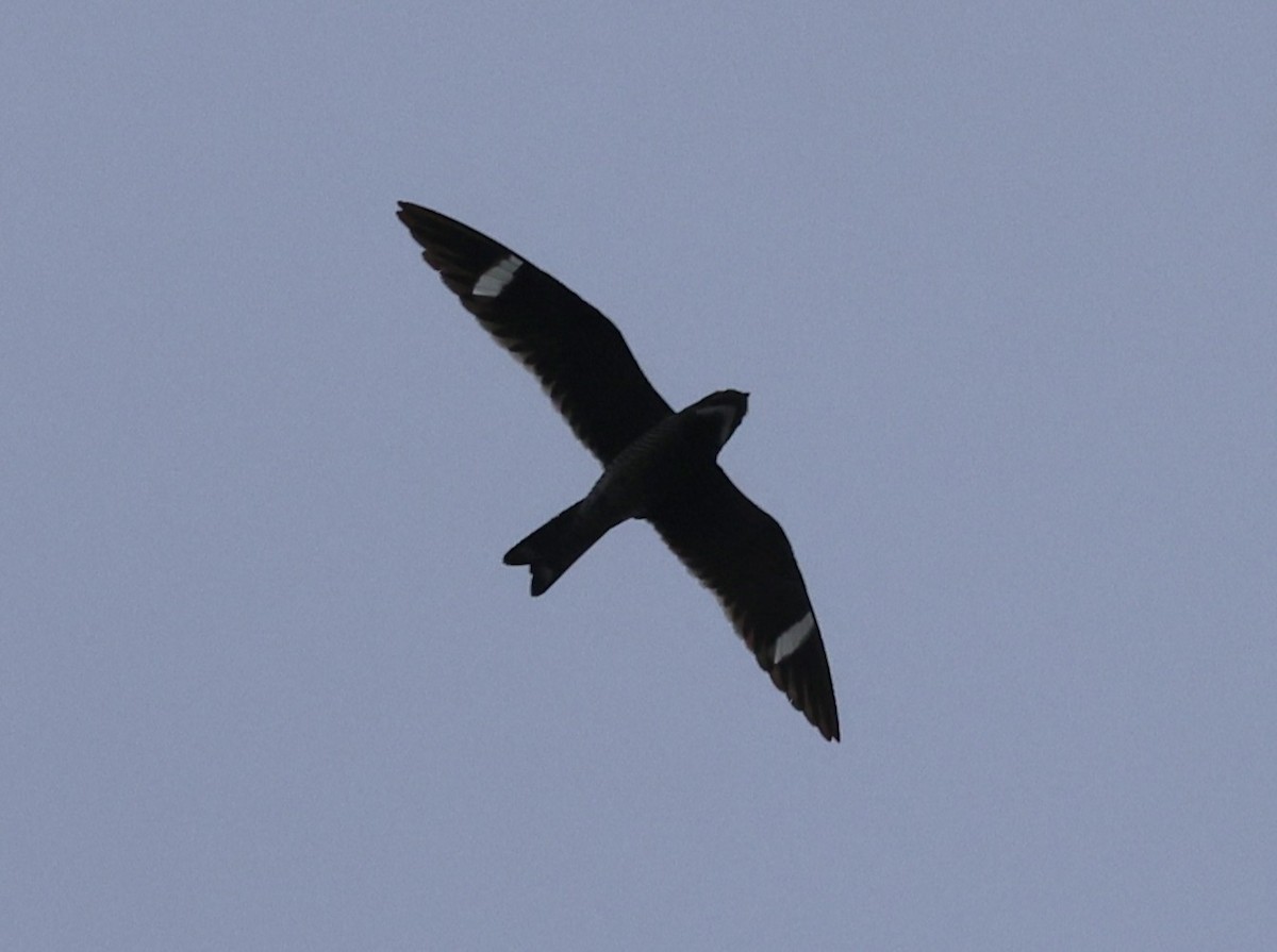 Common Nighthawk - ML642087594