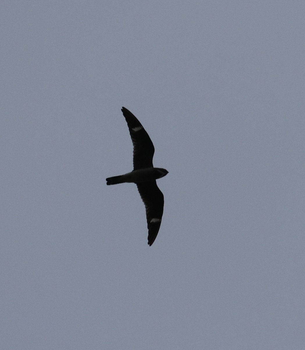 Common Nighthawk - ML642087595