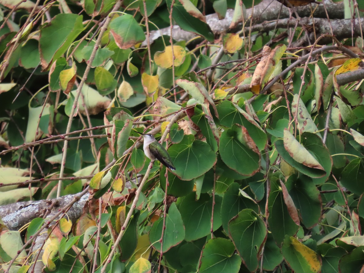 Ruby-throated Hummingbird - ML642087602