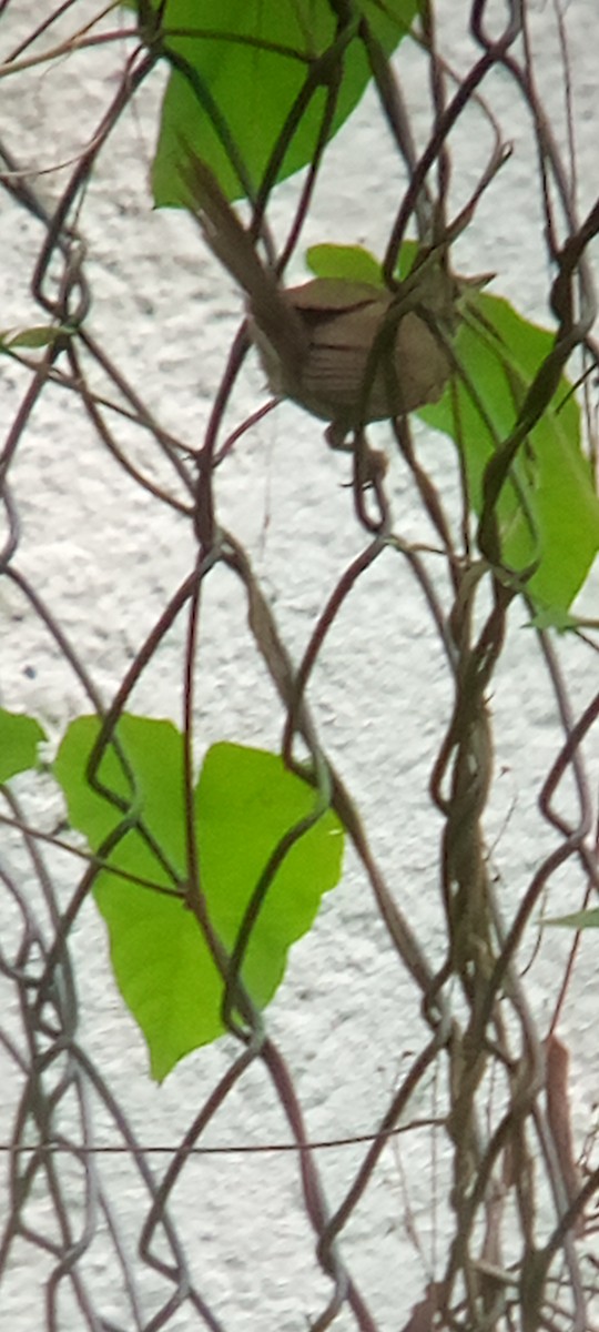 Pale-breasted Spinetail - ML642087623