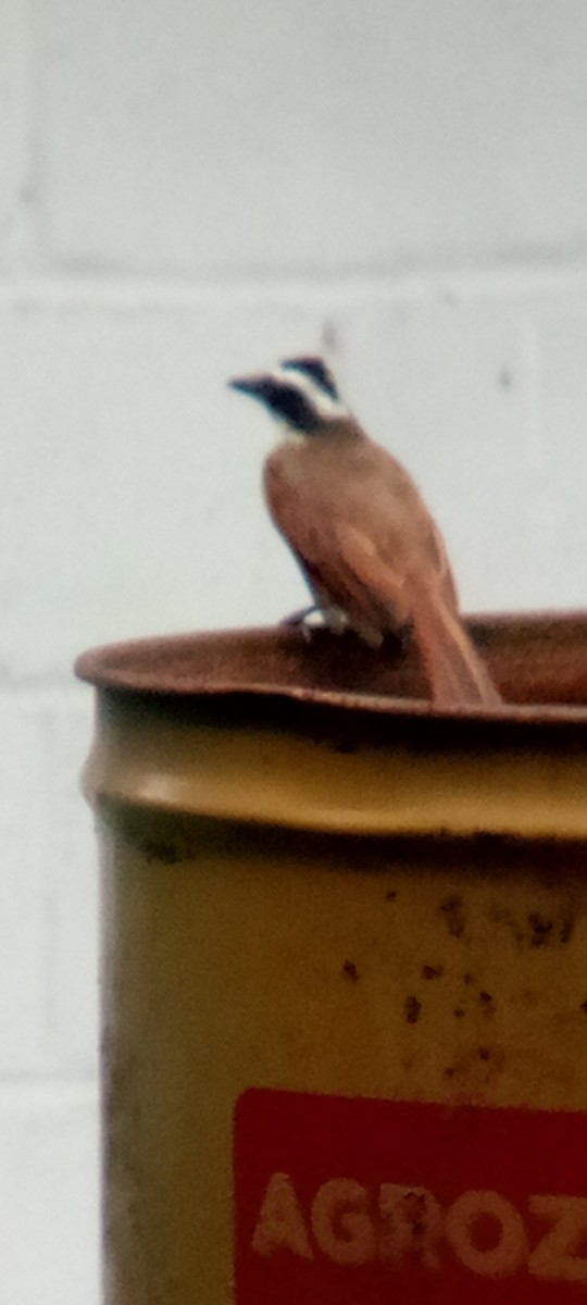 Great Kiskadee - ML642087647