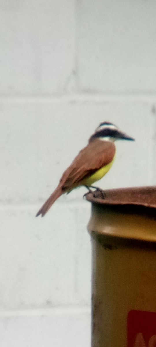 Great Kiskadee - ML642087648
