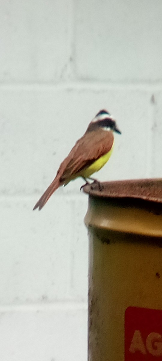 Great Kiskadee - ML642087649