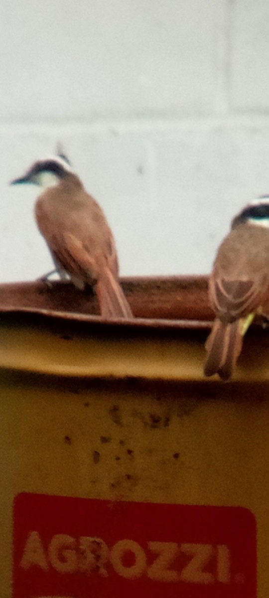 Great Kiskadee - ML642087651