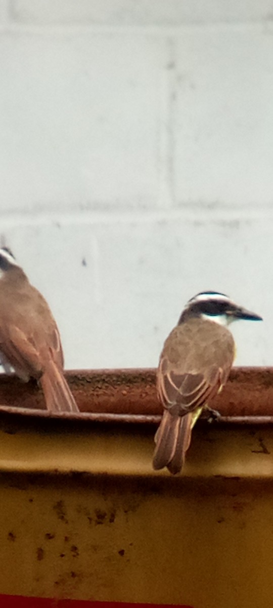 Great Kiskadee - ML642087653